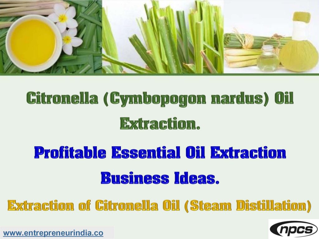 Citronella Cymbopogon Nardus Oil Extraction NIIR Blog