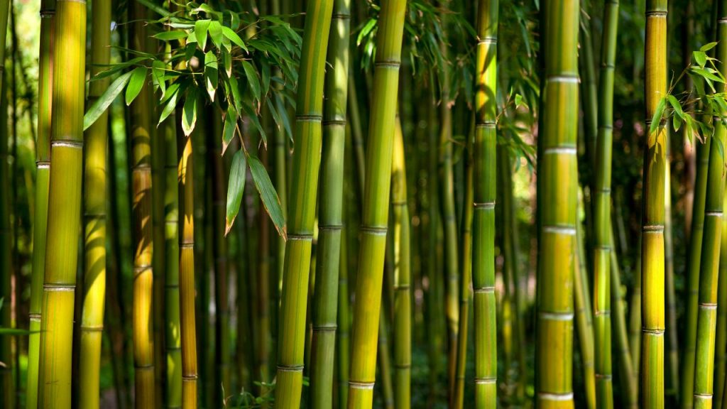 Bamboo and Bamboo Products