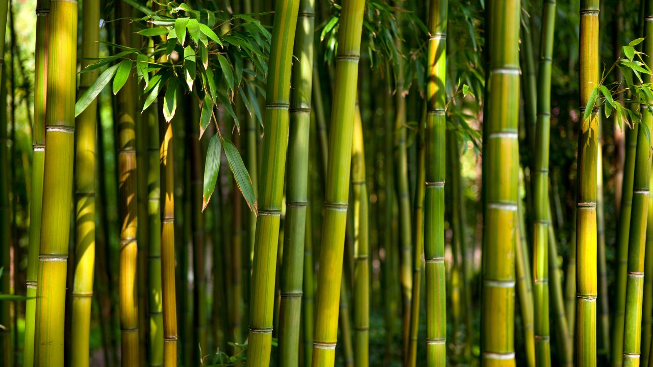 The Ultimate Guide to Starting a Profitable Bamboo Clothing Business in 2024