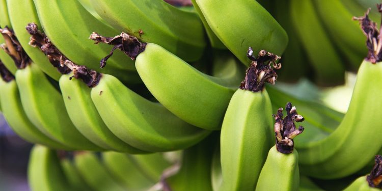 Organic Bananas Ripe For Growth - Produce Business