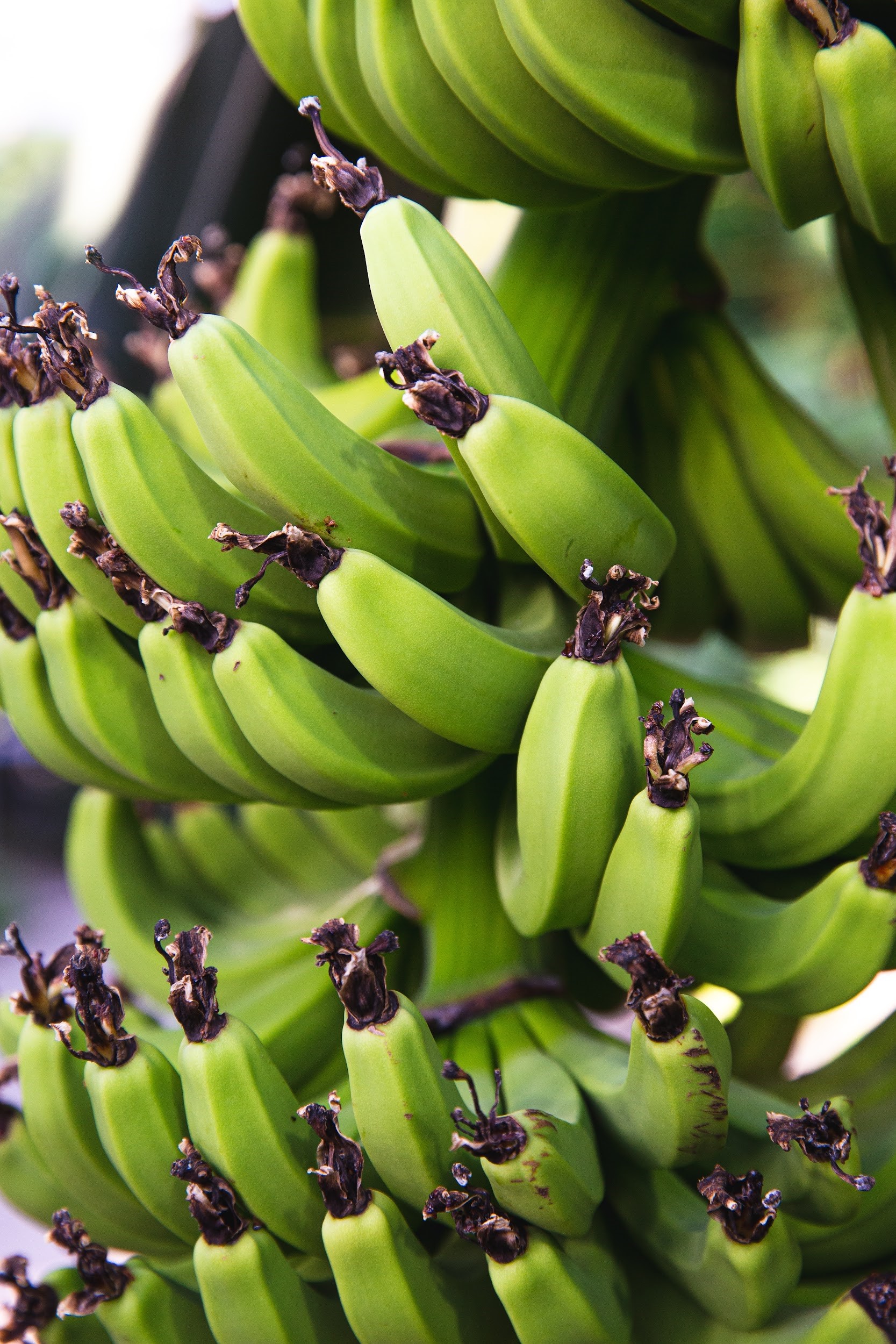 Organic Bananas Ripe For Growth - Produce Business